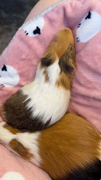 Full leaked Catiescos  page private onlyfans photo