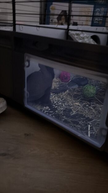 Full leaked Dahnikz private onlyfans photo