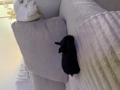 Full leaked Dahnikz private onlyfans photo