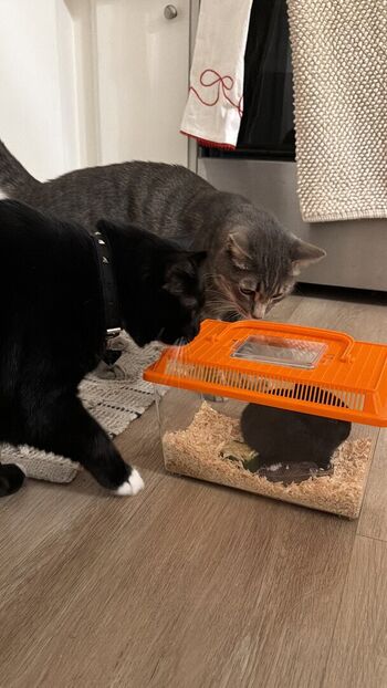 Full leaked Dahnikz private onlyfans photo