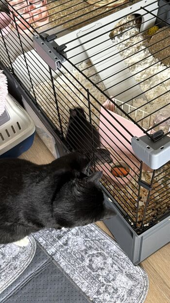 Full leaked Dahnikz private onlyfans photo