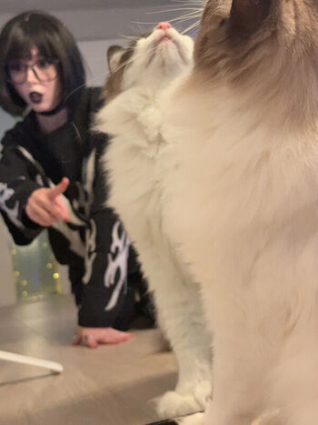 Duckie.Cos