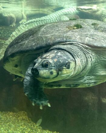 Full leaked Estela private onlyfans photo