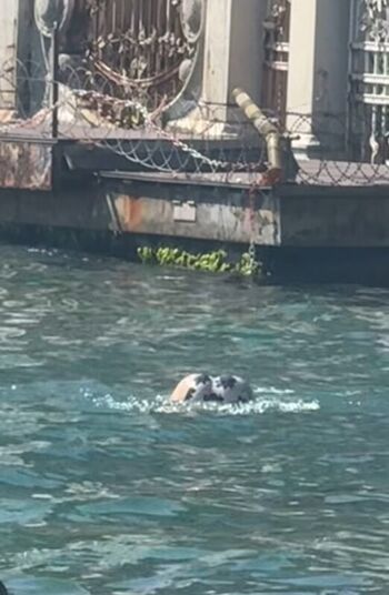 Full leaked Hazal bayazit private onlyfans photo