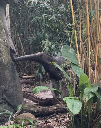 Full leaked Hirai momo private onlyfans photo