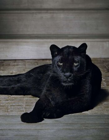 Full leaked Isabeli fontana private onlyfans photo