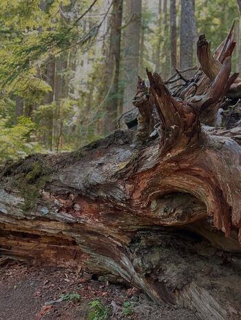 Full leaked Kimber stone private onlyfans photo