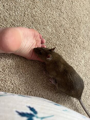 Full leaked Kyoharuvt private onlyfans photo