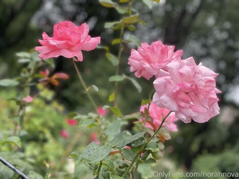 Full leaked Norah nova private onlyfans photo