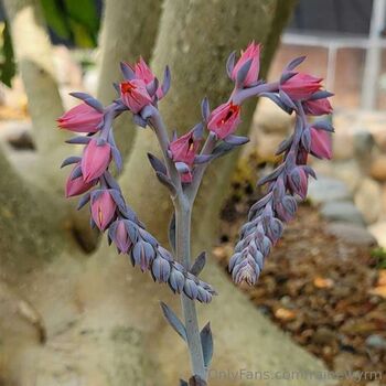 Full leaked Rainewyrm private onlyfans photo