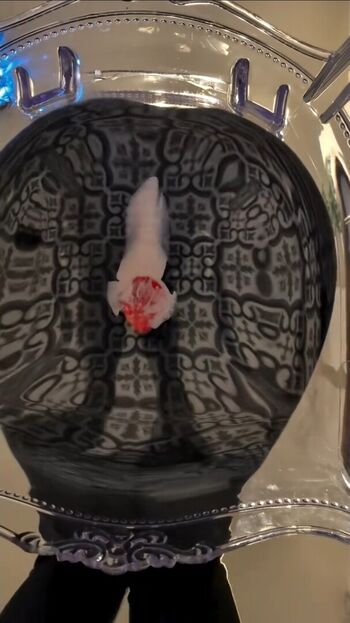 Full leaked Nextdoorchubby/ private onlyfans photo